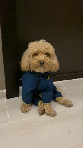 A light brown poodle in a blue dog coat sits on a tiled floor in front of a dark brown door. The dog is facing forward and its paws are splayed out. The dog's fur is curly and its eyes are partially closed. The coat has yellow trim and a black harness.