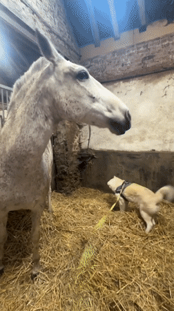 Equestrian training session observed at indoor riding facility