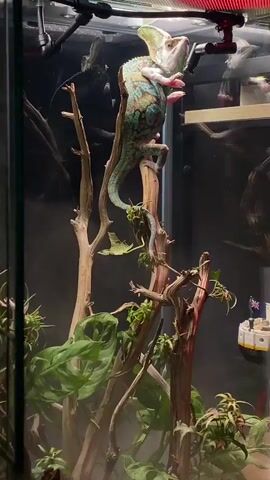 A veiled chameleon perched on a branch in a terrarium. The chameleon is green and tan with pink accents on its feet and face. It is looking up and to the right, with its mouth slightly open. The terrarium is filled with branches, green plants, and a light mist. There is a piece of wood with a toy boat on it in the background.