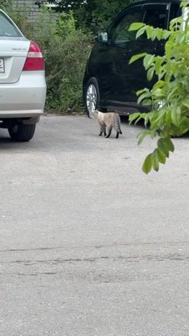 The video shows a cat walking on asphalt between two parked cars. The car on the left is silver and the car on the right is black. There are green bushes and trees behind the cars. The cat is a tabby and is walking from right to left. The cat stops and looks around briefly before continuing to walk. The video is shot from a slightly elevated angle.