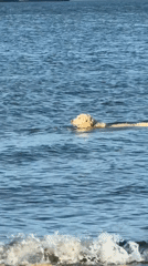 Golden retriever swims to shore in Vancouver waters