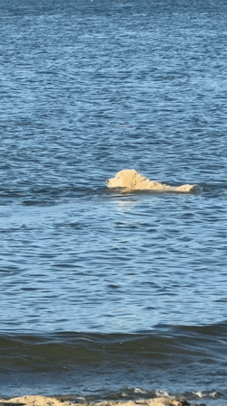Golden retriever swims to shore in Vancouver waters