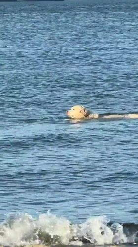 Golden retriever swims to shore in Vancouver waters