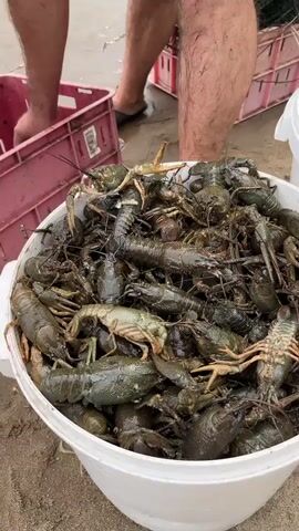 The video shows a close-up of a white bucket filled with live crawfish on a sandy shore. In the background, two people are partially visible. One person's legs are visible, wearing dark shorts and dark sandals, standing near a pink crate. Another pink crate is visible to the left. The water is visible in the distance. The crawfish are mostly dark green to brown and appear to be moving. The person on the right is holding a small object in their hand.