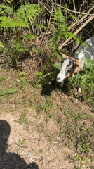 Goat spotted in ferns responds to filmmaker in Montenegro