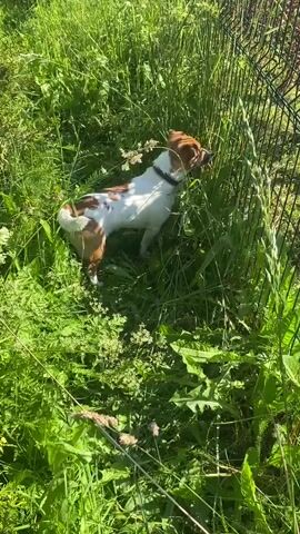 A medium shot shows a small dog with white fur and brown patches standing in tall green grass. The dog wears a black collar. The dog is facing to the right, sniffing at the grass. In the background, a thin wire fence is visible. The lighting suggests it is daytime.