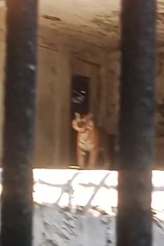 The video captures a tiger in an enclosure. The tiger appears to be an adult with distinct orange and black stripes. It is seen lying down and then shifting its position. The enclosure appears to be made of concrete or stone with some metal bars in the foreground, obscuring the view slightly. The lighting suggests it is daytime. There is a grated opening visible in the floor of the enclosure. The overall scene suggests an enclosure for a large feline, possibly in a zoo or wildlife sanctuary.
