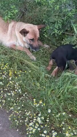 The video shows two dogs outdoors on grass. One dog, tan in color, is lying down and appears to be watching the other dog. The other dog, a small puppy of German shepherd coloration, is standing and looking at the ground, with its head slightly lowered. The grassy area includes tall green grass, some leafy shrubbery, and many small white and yellow flowers. A grey asphalt surface is also visible.