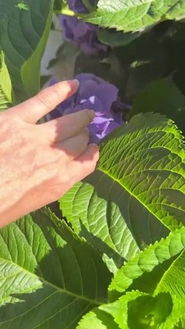 A close-up video shows a cluster of purple hydrangeas and large green leaves. In the first frame, a hand is seen reaching towards the flowers. The camera slowly zooms in on the hydrangeas, revealing the intricate details of their petals and the texture of the leaves. The lighting suggests it is daytime, possibly with sunlight filtering through the foliage. The background is out of focus, but a light-colored wall is visible. The overall impression is one of natural beauty and gentle interaction with the plant.