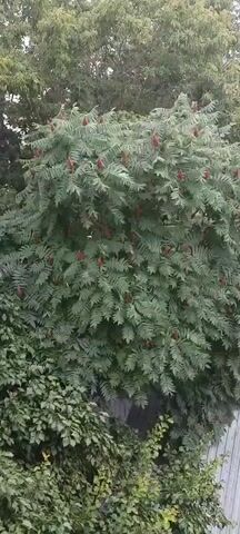 A staghorn sumac tree is pictured from a distance. It is covered in its characteristic velvety, red fruit clusters, which hang down from the branches. The tree is surrounded by other greenery, including what appears to be a hedge in the foreground and larger trees in the background. The scene is likely outdoors, possibly in a backyard or park setting, and the lighting suggests it is daytime. There are no people or animals visible in the video.