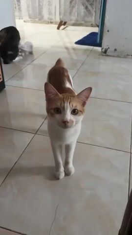 A ginger and white cat stands in the foreground, facing the camera. The cat is looking slightly to the right of the camera. In the background, a black cat is visible on the left, and a pinkish cat is slightly behind and to the right of the black cat. The floor is tiled with beige and white tiles. In the far background, there is a white curtain and a person's legs are visible walking away.