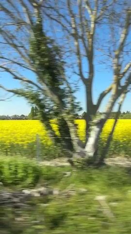 The video captures a view from a moving vehicle, traveling through a rural landscape, likely in South Cambridgeshire, United Kingdom. The scene primarily consists of agricultural fields and natural foliage under a clear, bright blue sky.

Initially, a wide field of vibrant yellow flowers, likely rapeseed, stretches across the midground. Beyond the field, distant houses and trees are visible. As the vehicle continues, the foreground blurs into streaks of green from grass and bushes, with various trees and a white picket fence passing by quickly. The motion blur indicates the speed of travel. The view then opens up to expansive green fields dotted with clusters of trees and bushes, also seen in the midground and distance. The overall impression is one of sunny weather and open countryside. No people or visible text are present.