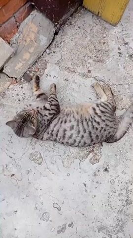 A tabby cat is lying on its back on a concrete surface. The cat has grey and black stripes and is wearing a red collar. The cat appears to be relaxed and is not moving. The background shows a brick wall and some scattered debris.