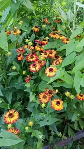 The video displays a close-up view of a cluster of flowers. The flowers have yellow petals with red edges and dark brown centers. They are surrounded by green leaves and stems. Some of the flowers appear to be in full bloom, while others are still developing buds. The lighting suggests an outdoor setting, possibly a garden, under natural daylight. There are no people or animals visible in the video.