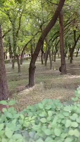 The video shows a natural outdoor environment, likely a park or forest. The primary focus is on a collection of trees with various trunk thicknesses and heights, creating a dense woodland scene. The ground is covered with dry leaves and grass, suggesting a possibly arid or autumn season. In the foreground, lush green bushes and foliage partially obscure the view, indicating a layered natural landscape. The lighting suggests it's daytime, with sunlight filtering through the tree canopy, creating dappled light and shadows on the ground. There are no people or animals visible in the video. The camera appears to be in motion, possibly panning or moving forward, as the perspective shifts slightly throughout the short clip. The overall impression is one of a quiet, undisturbed natural setting.