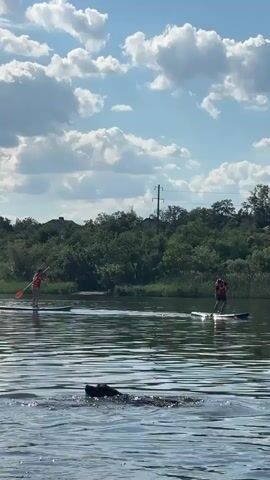 The video captures a serene summer day with two individuals paddleboarding on a calm body of water. The scene is set against a backdrop of lush green trees and houses, indicating a rural or suburban setting. The sky is a bright blue, dotted with fluffy white clouds, suggesting fair weather. The sun appears to be high in the sky, placing the time of day between late morning and mid-afternoon.

The two paddleboarders are both wearing orange life vests, suggesting a focus on safety. One person is further away, appearing to paddle with a consistent rhythm. The other, closer to the foreground, is actively paddling, creating a splash as their paddle moves through the water. In the foreground, a dog is swimming, its head and back visible above the water's surface. The dog appears to be enjoying the water, possibly playing or fetching something.

The overall mood of the video is peaceful and recreational. The gentle movement of the water, the clear sky, and the leisurely activity of paddleboarding create a sense of calm and enjoyment. The presence of the dog adds a touch of playful energy to the tranquil scene. There is no visible text in the media file. The location context of Marianivka, Ukraine, suggests this is a local scene, likely a popular spot for outdoor activities during warmer months.