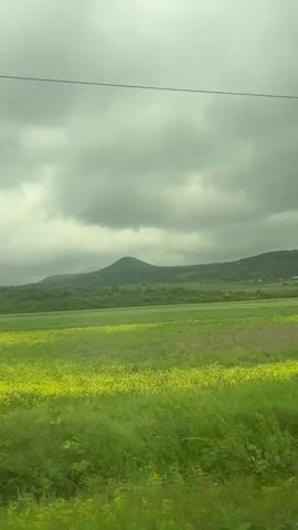The video shows a field of yellow flowers on a cloudy day. There is a mountain in the background. The camera is moving. There are power lines visible in the sky. There are bushes in the foreground.