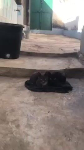 The video shows two kittens lying on a dark-colored piece of cloth on a concrete surface. One kitten is grey and the other is black. Behind the kittens, there are a few steps, a dark-colored bucket, and a green door. The area appears to be an outdoor courtyard or patio.