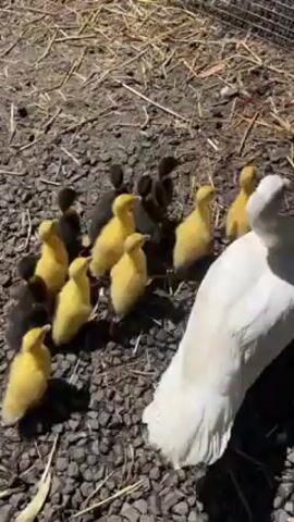 The video shows a white Muscovy duck standing surrounded by about a dozen ducklings. Some of the ducklings are bright yellow, and some are black. They are on the ground which consists of gray pebbles and dry straw. A wire mesh fence is visible in the background.