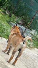 Dogs play and relax in sunny Zornitsa backyard