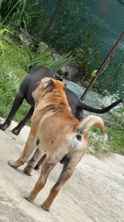 Dogs play and relax in sunny Zornitsa backyard