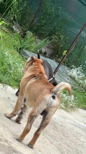 Dogs play and relax in sunny Zornitsa backyard