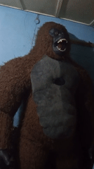 Person filmed in gorilla costume in Jos residential room