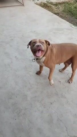 A brown pit bull dog stands on a concrete surface, its tail wagging, and its head turned to the side. The dog is wearing a collar and appears to be panting. In the background, there is green foliage.