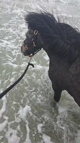 A medium shot shows a black Shetland pony standing in the surf. The pony is being held by a black lead. The water is foamy and the sky is overcast.  The pony's mane blows in the wind. The pony is wearing a halter with shiny copper fittings.