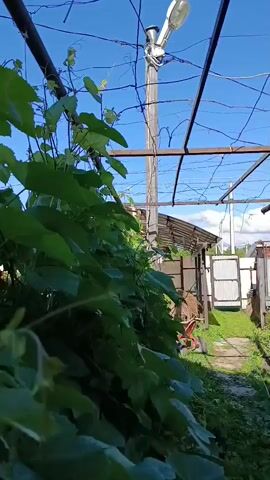 This media file shows a close-up view of a lush vineyard, with a focus on the vibrant green grapevines. The vines are thick and abundant, with large leaves that are characteristic of grape plants. They are supported by a sturdy metal trellis system, with thick posts and horizontal bars. The vines are trained to grow upwards and outwards, creating a dense canopy.

In the background, glimpses of a rustic wooden building are visible, suggesting a rural or suburban setting. A white fence is also seen, and further back, a portion of a shed or outbuilding with a corrugated roof. The sky above is a clear, bright blue, with a few wispy clouds, indicating fair weather. The lighting suggests it is daytime, likely morning or afternoon, given the bright sunlight and the shadows cast by the vines.

The overall scene evokes a sense of natural growth and a serene, outdoor environment. There are no people visible in the frame, making the focus entirely on the flourishing plant life and its supporting structure. The video appears to be a slow pan or a stationary shot capturing the texture and volume of the grape leaves, with a slight upward tilt that reveals the sky and distant structures. The context provided, "Верея, Russia," places this vineyard in a specific geographical location, adding a layer of regional identity to the imagery. The word "виноград" (vinograd), meaning "grapes" or "vineyard," is visible as text overlay, reinforcing the subject matter.