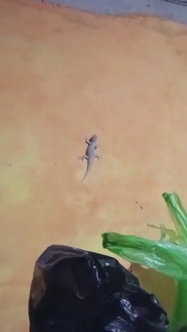A small, light-colored lizard is clinging to a yellow wall. In the foreground, a black trash bag is on the left and a crumpled green plastic bag is on the right. The lighting is dim.