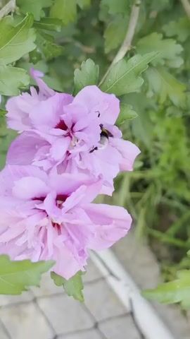 A close-up shot shows a bee with black and yellow stripes, its fuzzy body, on a cluster of two light purple hibiscus flowers with darker purple centers. The bee is positioned between the two flowers, seemingly foraging. The surrounding environment is blurred, with green leaves visible at the top and a patterned surface, possibly a fence or paving stones, at the bottom. The lighting is natural, suggesting an outdoor setting.