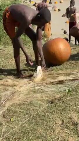 The video shows a man removing a fish from a fishing net. The man is dark-skinned and wearing orange shorts. He is standing on grassy ground next to a large, round, orange gourd. A fishing net lies on the ground in front of him. The fish is silvery and white. In the background, other men are wading in the water with more gourds and nets.