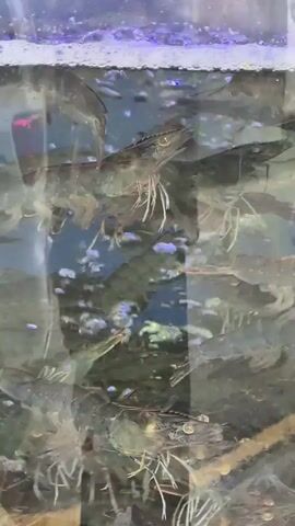 A vertical, close-up shot captures a crowded aquarium filled with numerous large prawns. The prawns are mostly submerged in the water, with their bodies and appendages visible. The water appears slightly murky, and small bubbles are present, particularly along the surface where a foamy layer has formed. The glass of the aquarium reflects the surroundings, creating a layered and somewhat distorted view of the prawns and the environment beyond. The lighting seems to be coming from above and possibly the front, illuminating the prawns and highlighting their textures and colors. The prawns exhibit a variety of positions, with some swimming and others resting. The overall impression is a dense population of these crustaceans within their aquatic habitat.