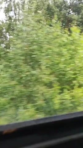 This media file shows a view from a moving vehicle, likely a train, looking out a window. The scene is dominated by lush green foliage, suggesting a rural or natural setting. In the foreground, a dark, blurred frame or window sill is visible, indicating the perspective.

Beyond the immediate greenery, the landscape opens up to reveal fields of crops, with rows of green plants stretching towards a distant tree line. A forest of tall, slender trees forms a dark green band on the horizon, and beyond that, the sky is filled with scattered clouds, suggesting a partly cloudy day. There are no people or prominent objects visible in the frame, only the natural scenery.

The movement of the vehicle creates a motion blur effect, particularly noticeable in the trees and fields, indicating the footage was captured while traveling. The overall impression is one of a journey through a verdant countryside, with the focus on the passing natural landscape. The time of day appears to be daytime, given the natural light. The location context of Gorzewo, Poland, aligns with the depiction of a European rural landscape with agricultural fields and forests.