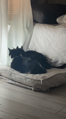 Two cats rest together on cushion by window