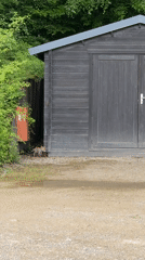 Fox spotted walking near storage shed in Luxembourg