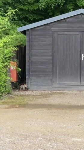 Fox spotted walking near storage shed in Luxembourg