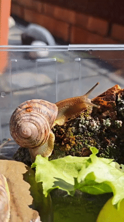 Pet enthusiast documents snails and Sphynx cat in Pyatigorsk