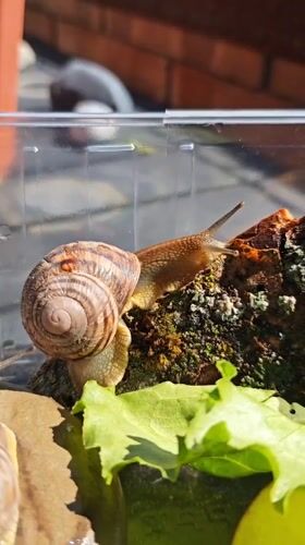 Pet enthusiast documents snails and Sphynx cat in Pyatigorsk