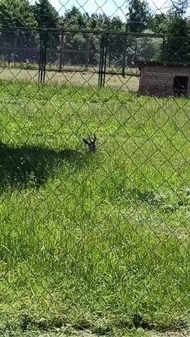 The video shows a deer with small antlers standing in a grassy enclosure behind a wire fence. The deer is facing to the left and is partially obscured by tall grass. In the background, there is another fence, trees, and a small wooden structure. The sun appears to be shining, casting shadows on the grass.