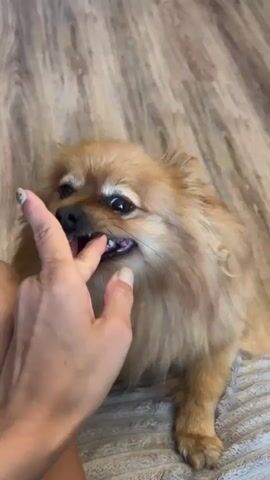 The video shows a person's hand petting a small, fluffy, brown Pomeranian dog on the head and cheeks. The dog is sitting on a gray cushion or blanket on a wooden floor. The dog sticks out its tongue and wags its tail as it is being petted. The person's hand has light skin and the person wears a black ring. After the petting stops, the person moves their hand away and shows the dog's fluffy tail next to their leg.