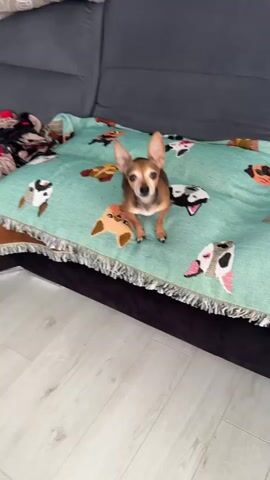A small, tan and black chihuahua dog sits on a teal-colored blanket that is patterned with embroidered dog faces. The dog is facing the camera and looking up. The blanket is on top of a dark-colored sofa. A person's hand, with fingers extended, enters the frame from the right side and appears to be reaching towards the dog. The floor in front of the sofa is a light-colored wood.