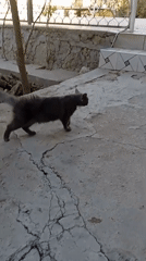 Fluffy gray cat hanging out in a sunny outdoor space