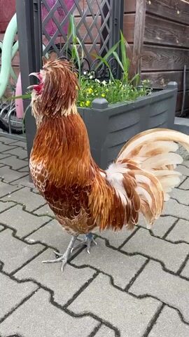A rooster with brown and white feathers and a reddish comb stands on a paved patio. The rooster is facing left and its mouth is open. Behind the rooster is a planter with green plants and yellow flowers. A wooden building is visible in the background.