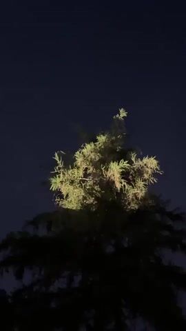 A static nighttime shot focuses on the top portion of a tall tree, its upper branches and foliage illuminated by an unseen light source, casting a bright green glow against the dark blue sky. The lower part of the tree remains in shadow. The tree's leaves subtly rustle. Faint background audio includes indistinct talking and a dog barking.
