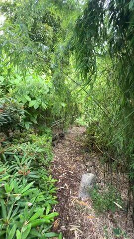 A person is walking down a path lined with bamboo and other lush greenery. The path is covered in fallen leaves and small stones. Sunlight filters through the canopy of leaves, creating dappled light and shadows on the ground. The overall impression is one of a peaceful, natural setting.