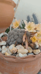 Garden collection showcased in Tinaquillo with cacti and flowering plants