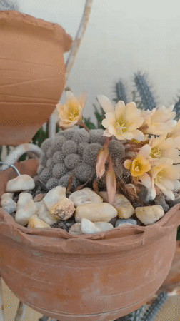Garden collection showcased in Tinaquillo with cacti and flowering plants