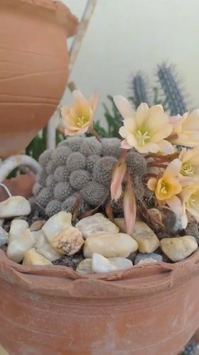 Garden collection showcased in Tinaquillo with cacti and flowering plants